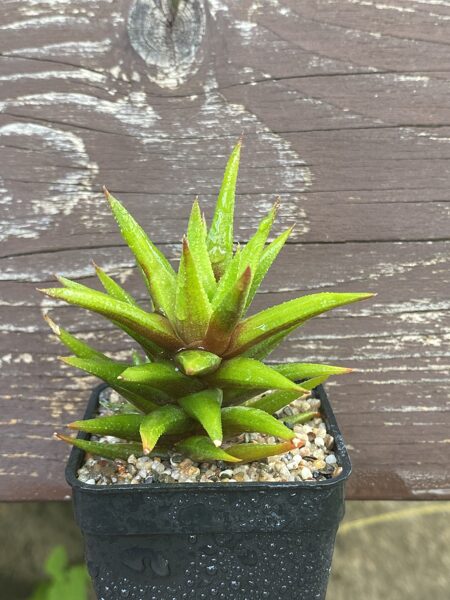 HAWORTHIA SP. 