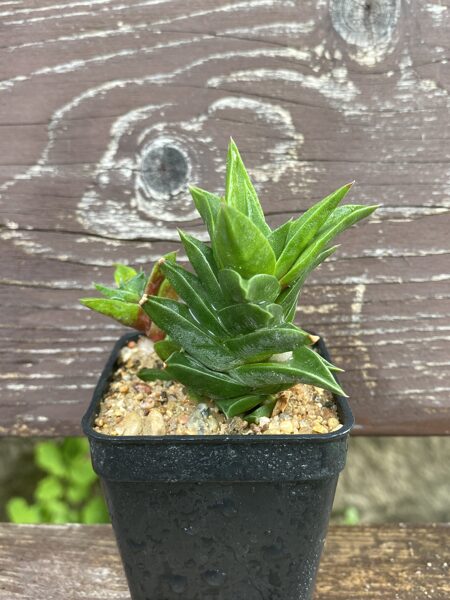 HAWORTHIA NIGRA SUKULENTS