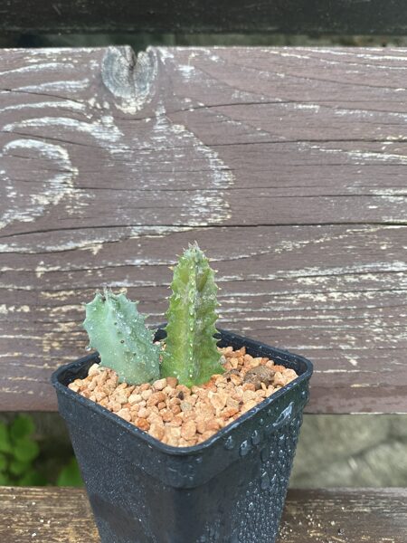 HUERNIA PERSII