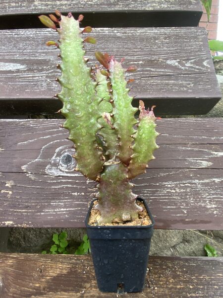 Euphorbia Trigona "Royal Red" Sukulents