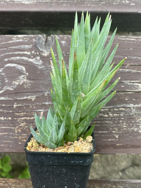 HAWORTHIA GLAUCA SUKULENTS