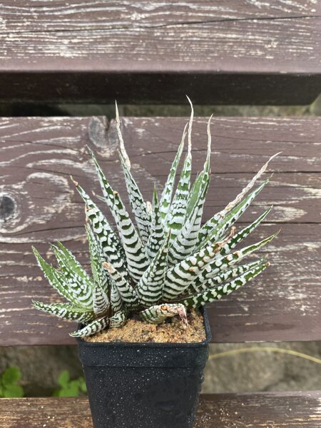 HAWORTHIA ATTENUATA CV. ZEBRA