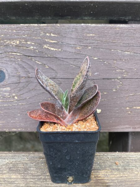 GASTERIA BRACHYPHYLLA