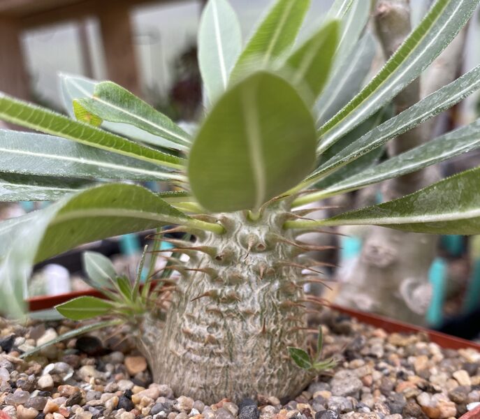 Pachypodium Densiflorum augs (plant)