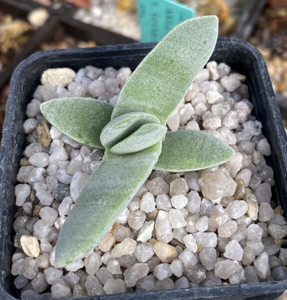 CRASSULA Falcata 100 sēklas (seeds)