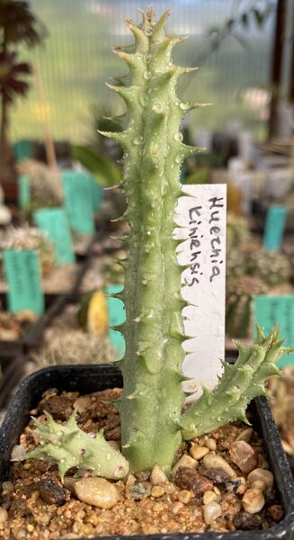 Huernia Keniensis augs (plant)