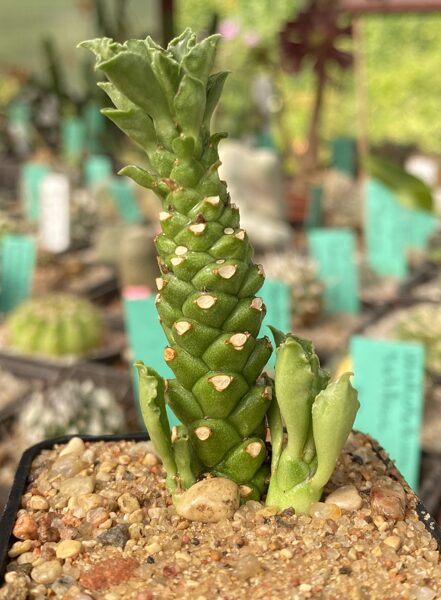 Monadenium Stapelioides agus (plant)