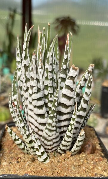Haworthia Attenuata cv Zebrina 7cm pods