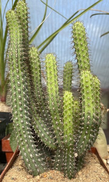 Euphorbia Baioensis augs (plant)