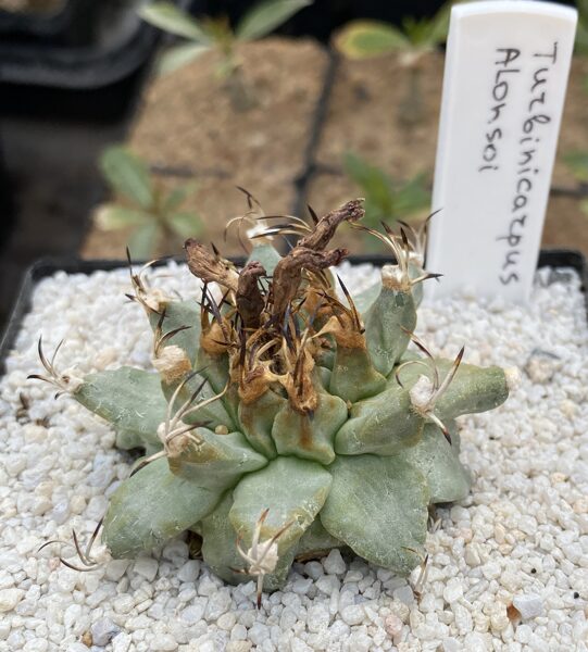 TURBINICARPUS Alonsoi sēklas (seeds)