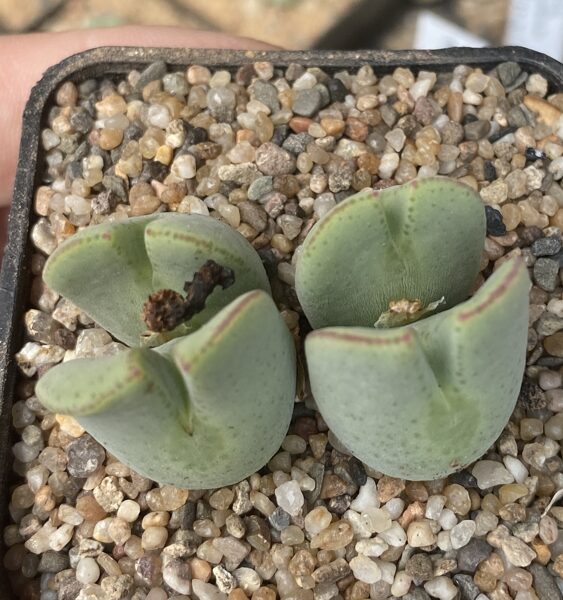 CONOPHYTUM Bilobum 100 sēklas (seeds)