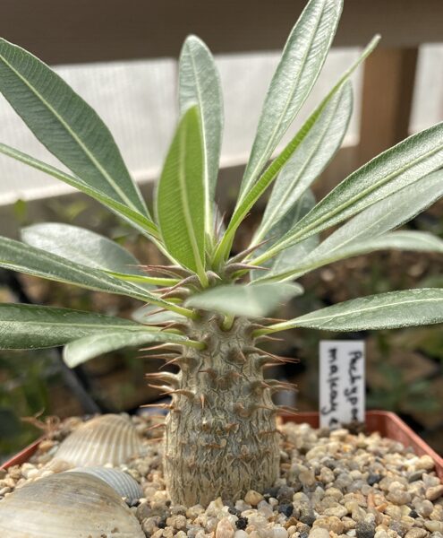 Pachypodium Makayense