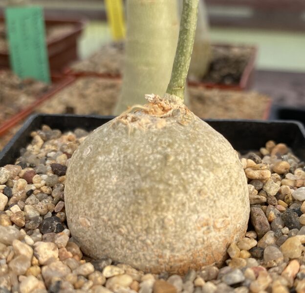 Adenia sp. Novus aff. Digitata 4cm