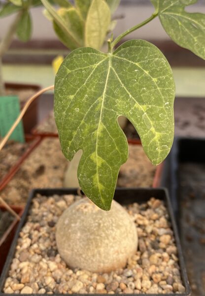 Adenia sp. Novus aff. Digitata 3cm