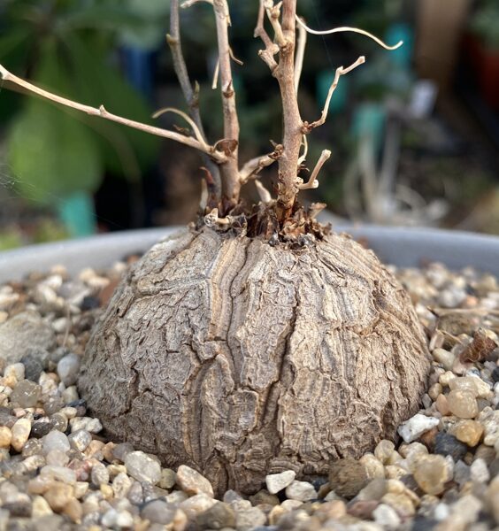 Dioscorea Elephantipes 6cm augs (plant)