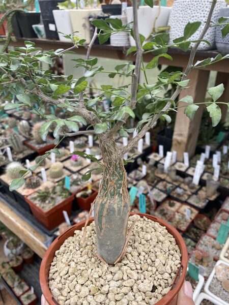 Bursera Fagaroides augs (plant)