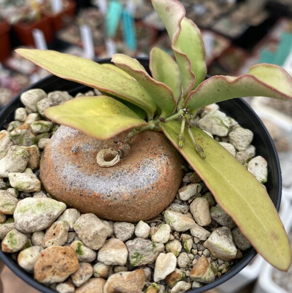 Ceropegia Inornata Langobaya augs (plant)