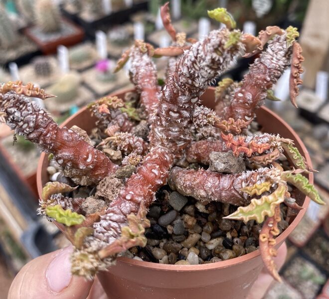 Euphorbia Decaryi augs (plant)