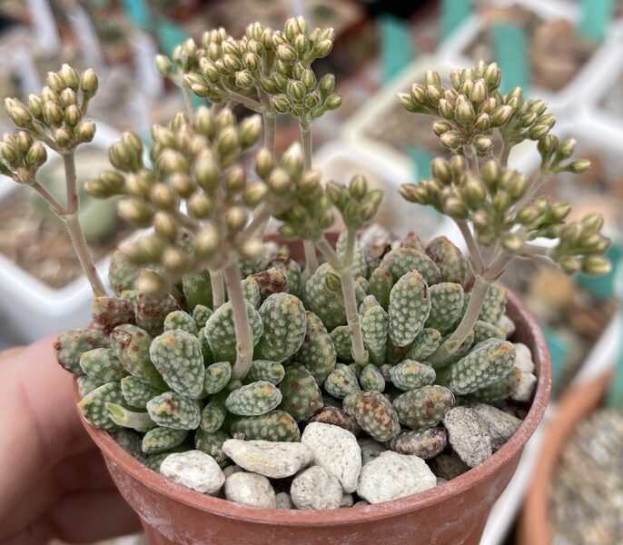 CRASSULA Ausensis v. Titanopsis 100 sēklas (seeds)