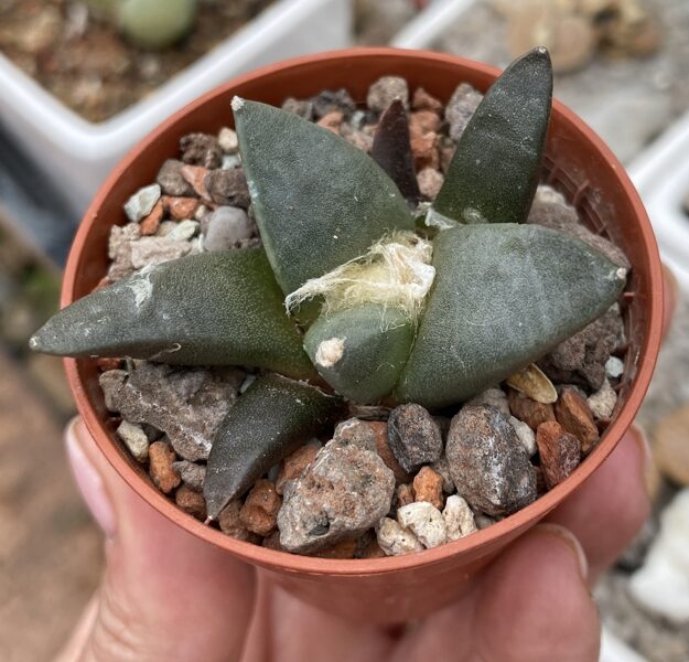 ARIOCARPUS Retusus v. Minimus 10 SĒKLAS (SEEDS)