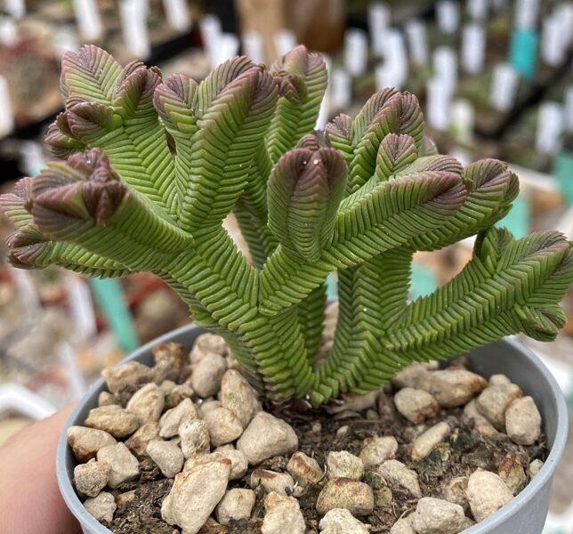 CRASSULA Columnaris 100 sēklas (seeds)