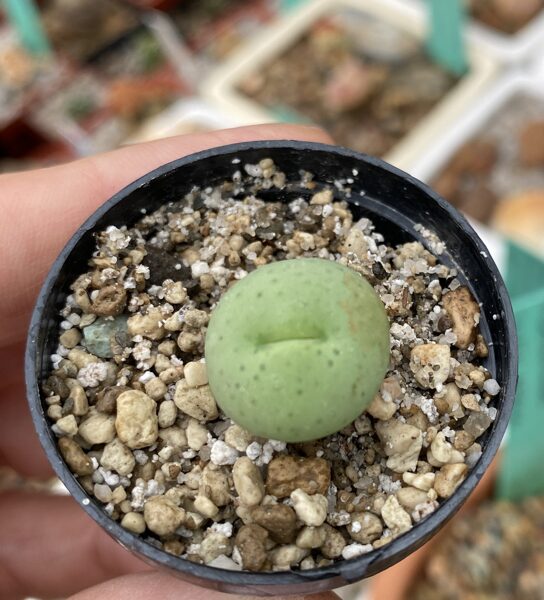 CONOPHYTUM Calculus 100 sēklas (seeds)