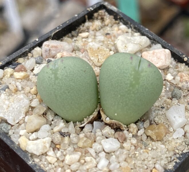 CONOPHYTUM Meyeri 100 sēklas (seeds)