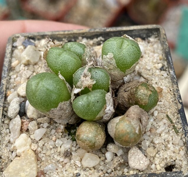 CONOPHYTUM Ectypum 100 sēklas (seeds)