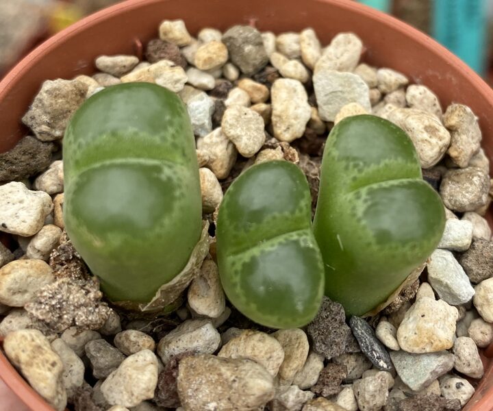 CONOPHYTUM Limpidum 100 sēklas (seeds)