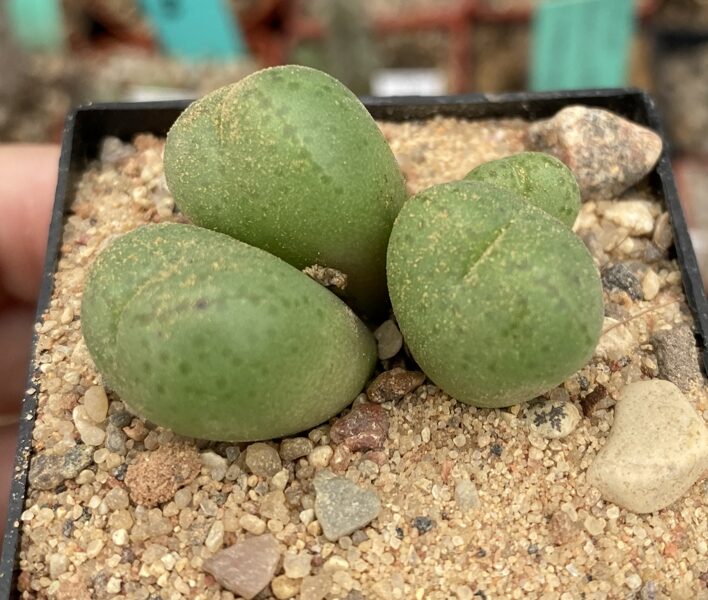 CONOPHYTUM Bolusiae 100 sēklas (seeds)