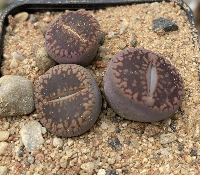 LITHOPS Aucampiae sarkans+melns izlase (red+black selection) 100 sēklas (seeds)