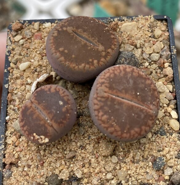 LITHOPS Aucampiae 100 sēklas (seeds)