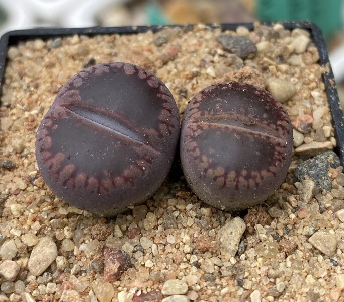 LITHOPS Aucampiae Fire Brand 100 sēklas (seeds)