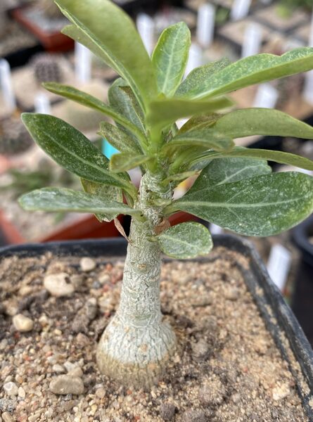 Adenium Obesum stāds, MIX krāsa