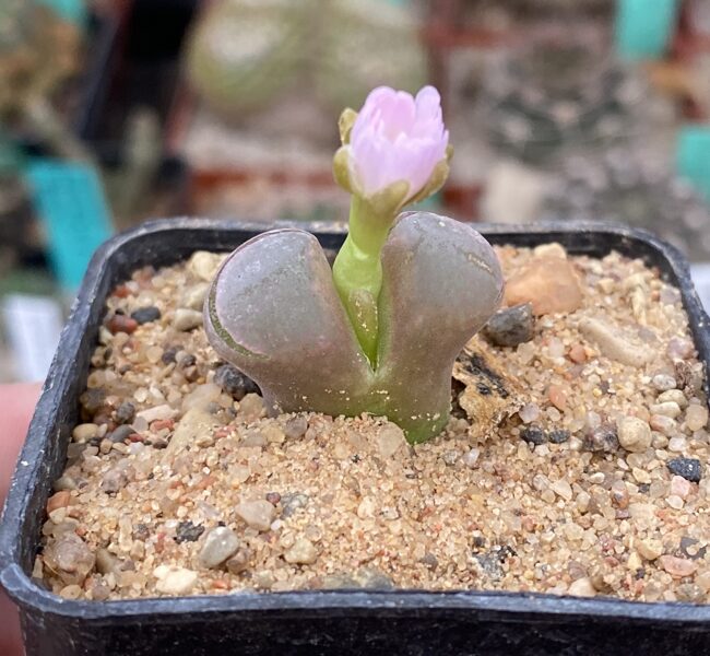 CONOPHYTUM Friedrichiae 100 sēklas (seeds)