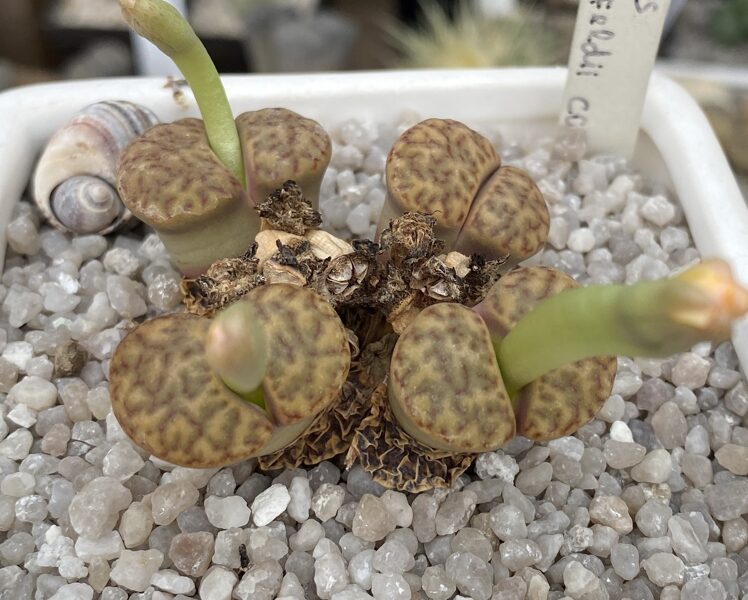 LITHOPS Bromfieldii 100 sēklas (seeds)