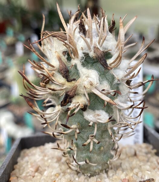 TURBINICARPUS Flaviflorus 10 sēklas