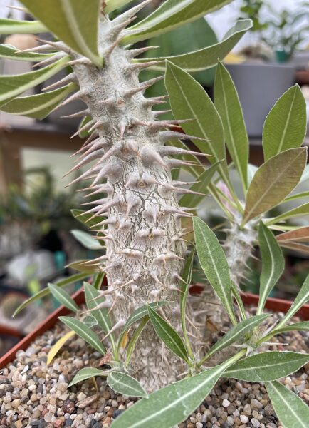 PACHYPODIUM Densiflorum 10 sēklas (seeds)