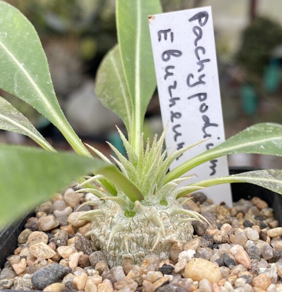 PACHYPODIUM EBURNEUM 10 SĒKLAS/SEEDS