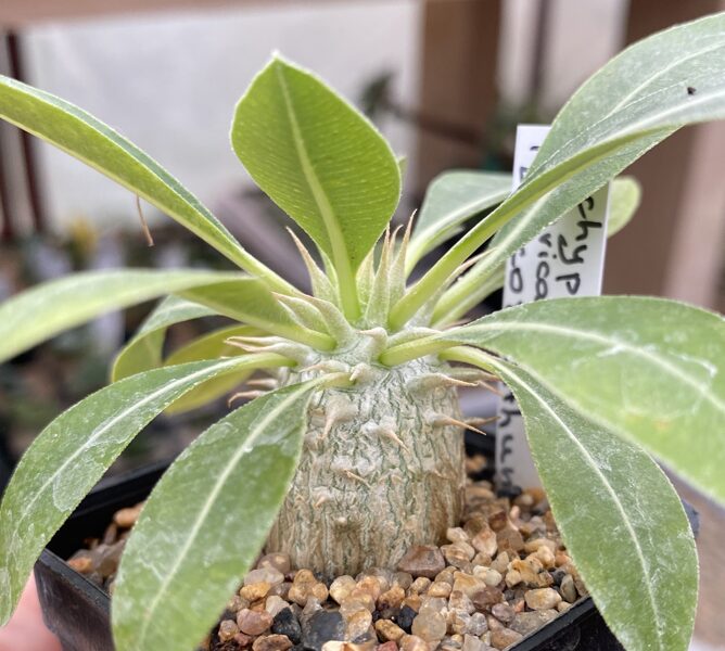 Pachypodium Eburneum