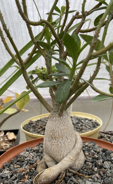 PACHYPODIUM Bispinosum 10cm