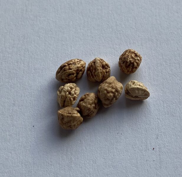 COMMIPHORA BRUCEAE 10 SĒKLAS/SEEDS