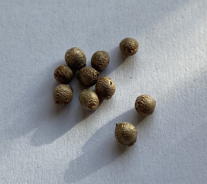 KEDROSTIS MILDBRAEDII 5 SĒKLAS CAUDICIFORM SUKULENTS