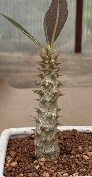 Pachypodium Baronii v. Baronii augs (plant)