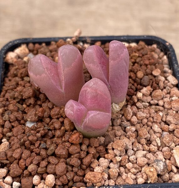 Lithops Optica Rubra