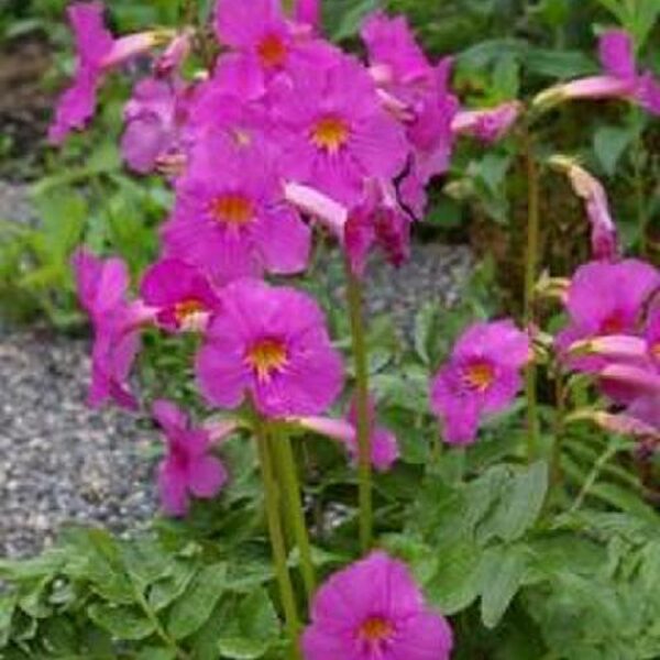 INCARVILLEA Grandiflora 20 sēklas