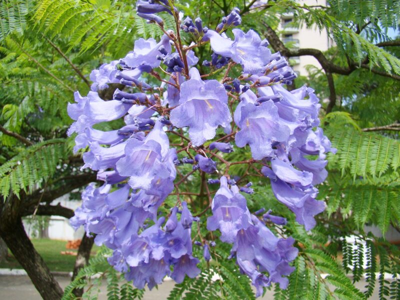 JACARANDA Mimosifolia 10 sēklas