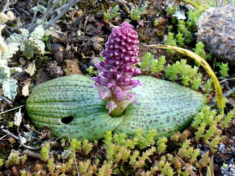 LACHENALIA Carnosa 10 sēklas (seeds)