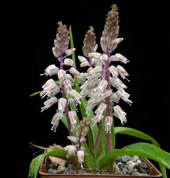 LACHENALIA Latimerae 10 sēklas (10seeds)