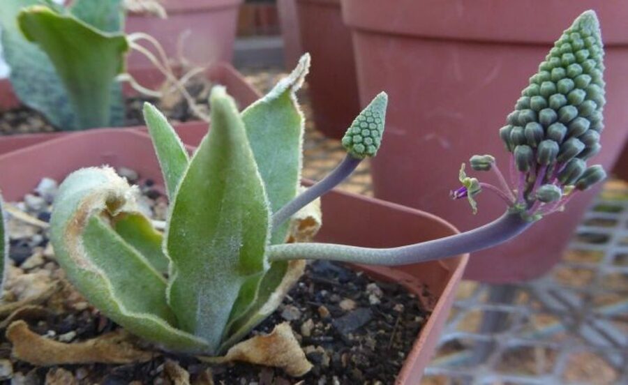 LEDEBOURIA Hypoxidioides 10 sēklas (seeds)